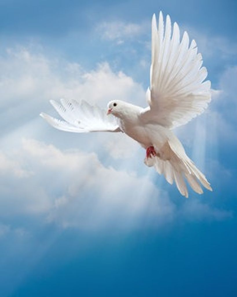 Henry Hayes Profile Photo