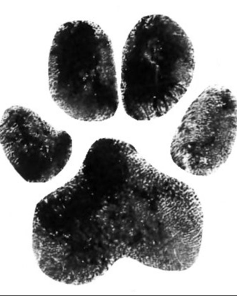 Jack Black Canter Profile Photo