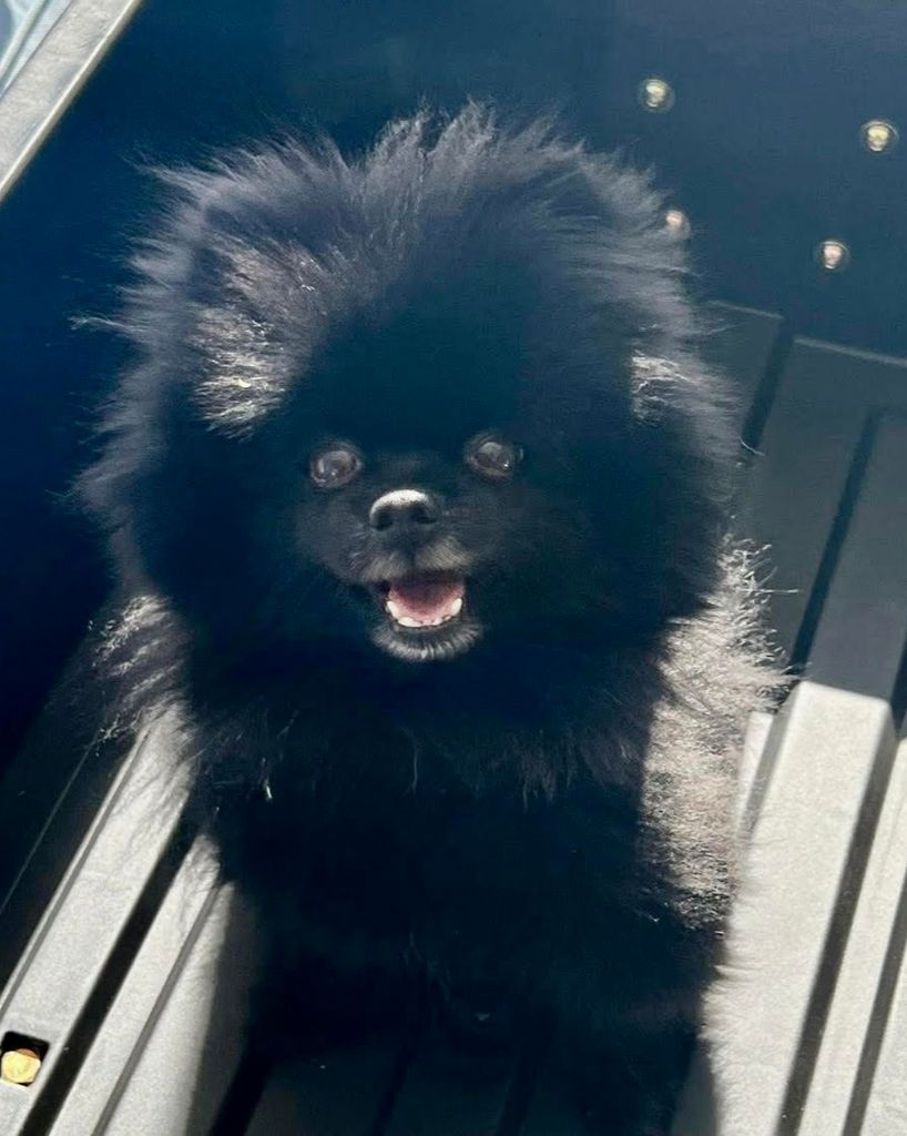 Teddy Bear Ahern
