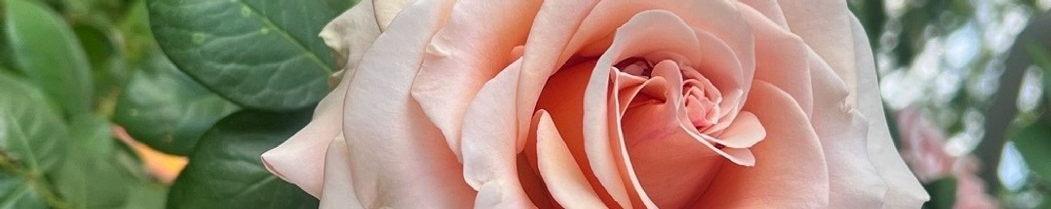 Cover for Patricia Ann Farnes's Obituary