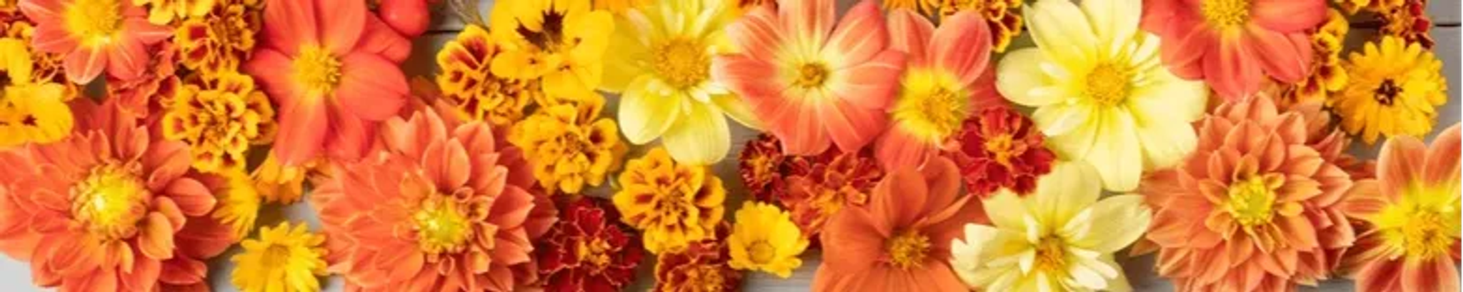 Cover photo for Teresa Wenrick's Obituary