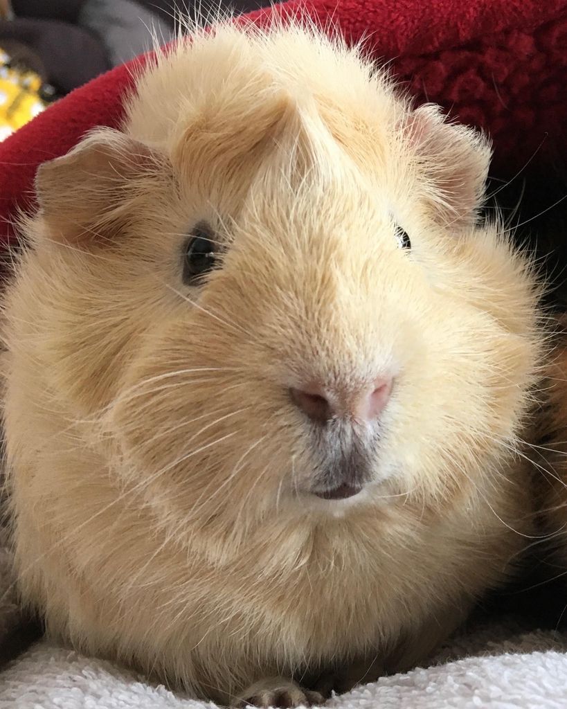 Waffles Profile Photo
