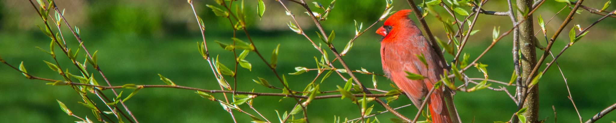 Cover for Lois (Brunen) Clark's Obituary