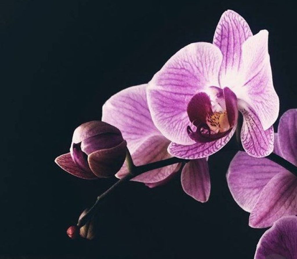 Jerilyn Denise Corley Profile Photo