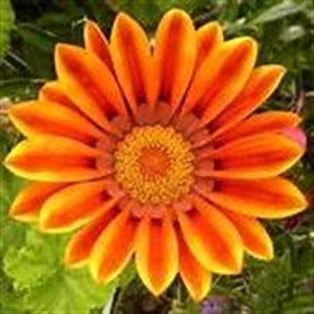 Norma Zembol Profile Photo