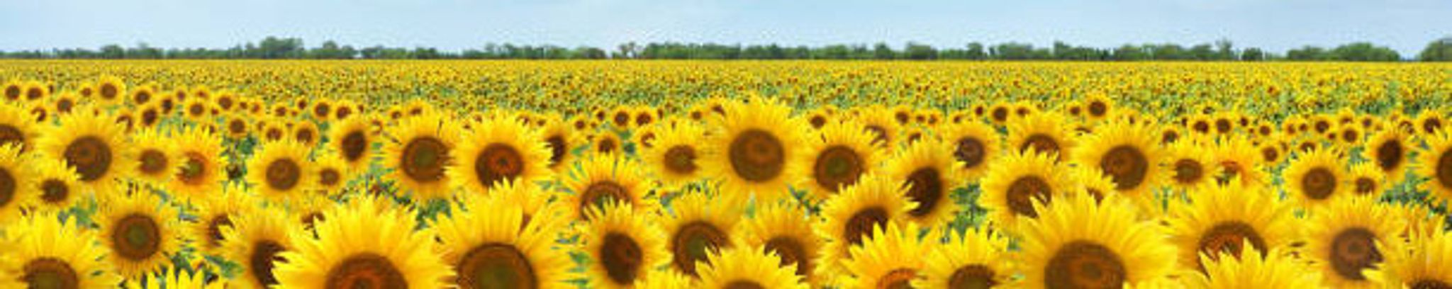 Cover for Lisa Drake Braswell's Obituary