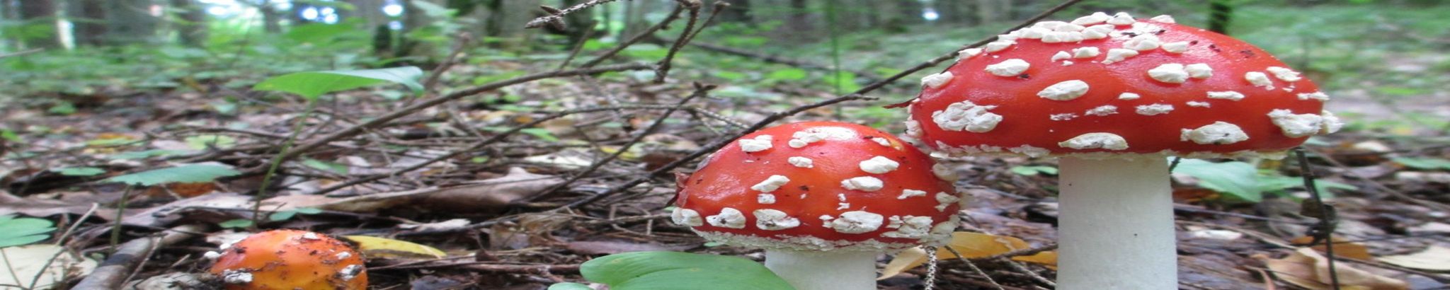 Cover for Patricia Ann Serrao's Obituary