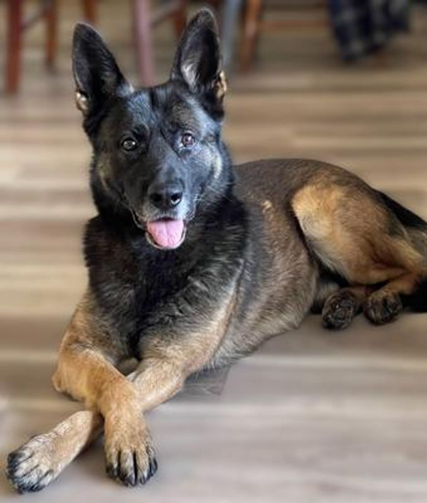 K9 Rex Michael Juden Profile Photo