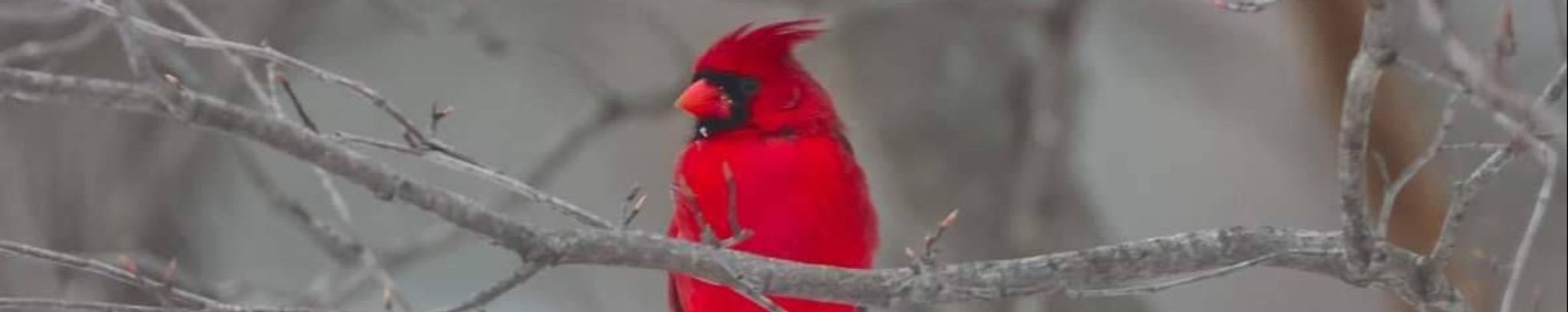 Cover for F. Lorraine Olson's Obituary