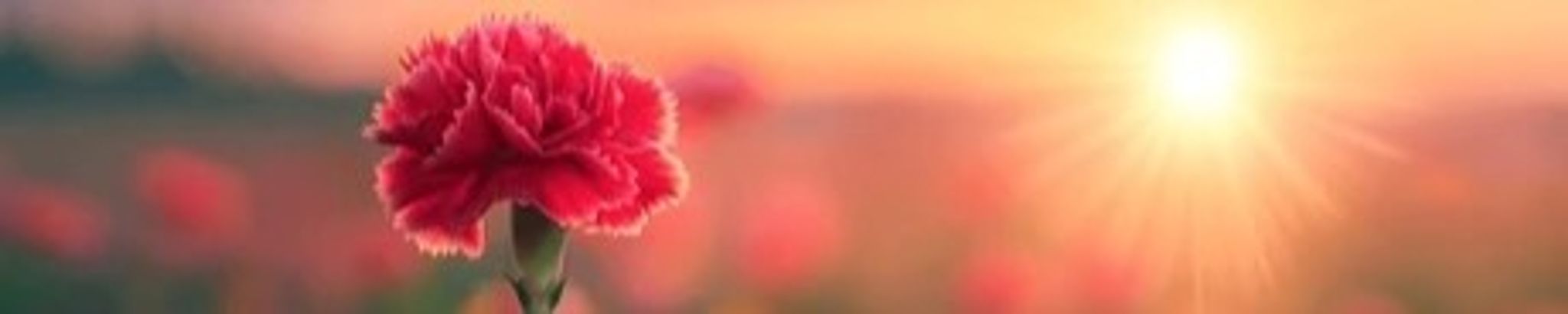 Cover for Pamela Wilkins's Obituary