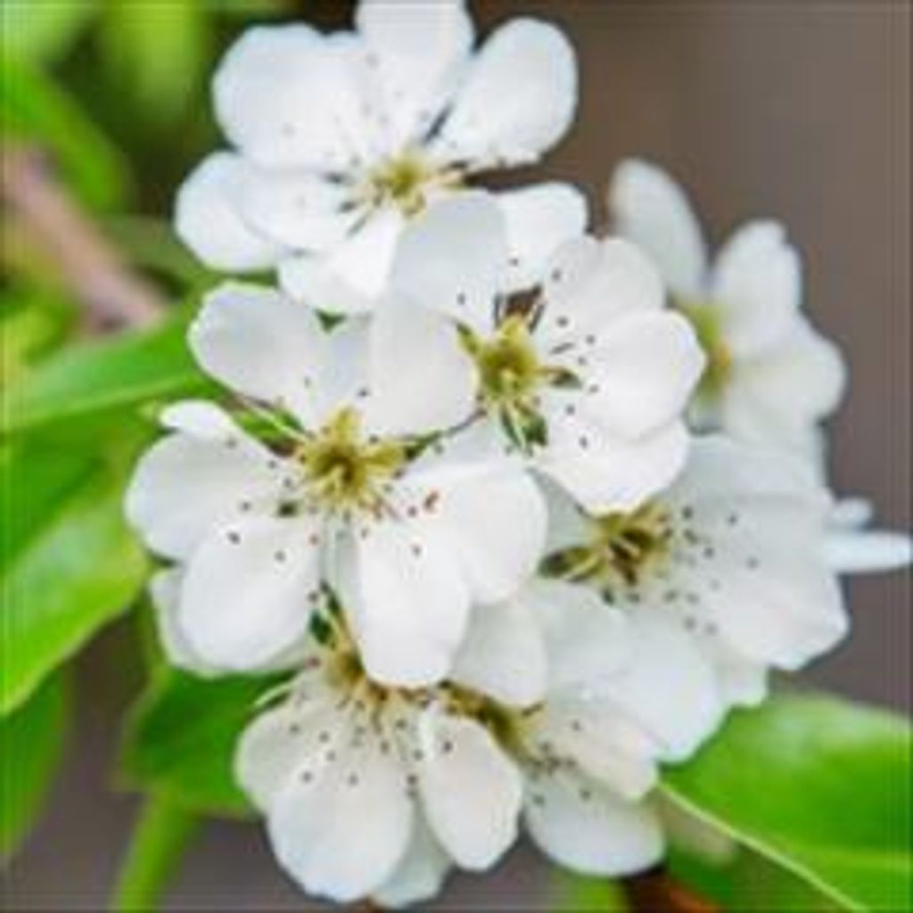 Laura Ann Storm Profile Photo