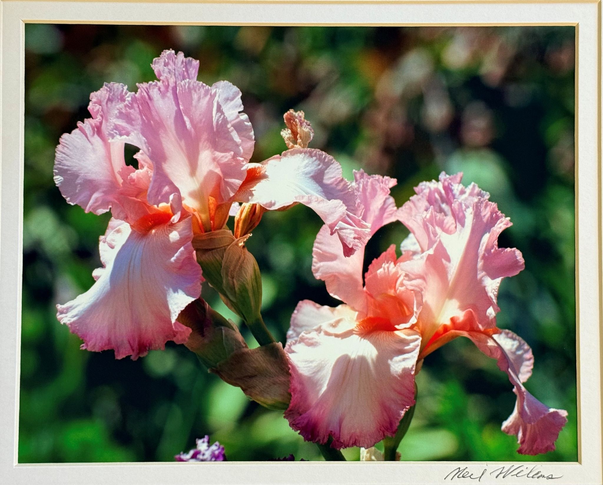 Cover for Neil Lewis Willens's Obituary