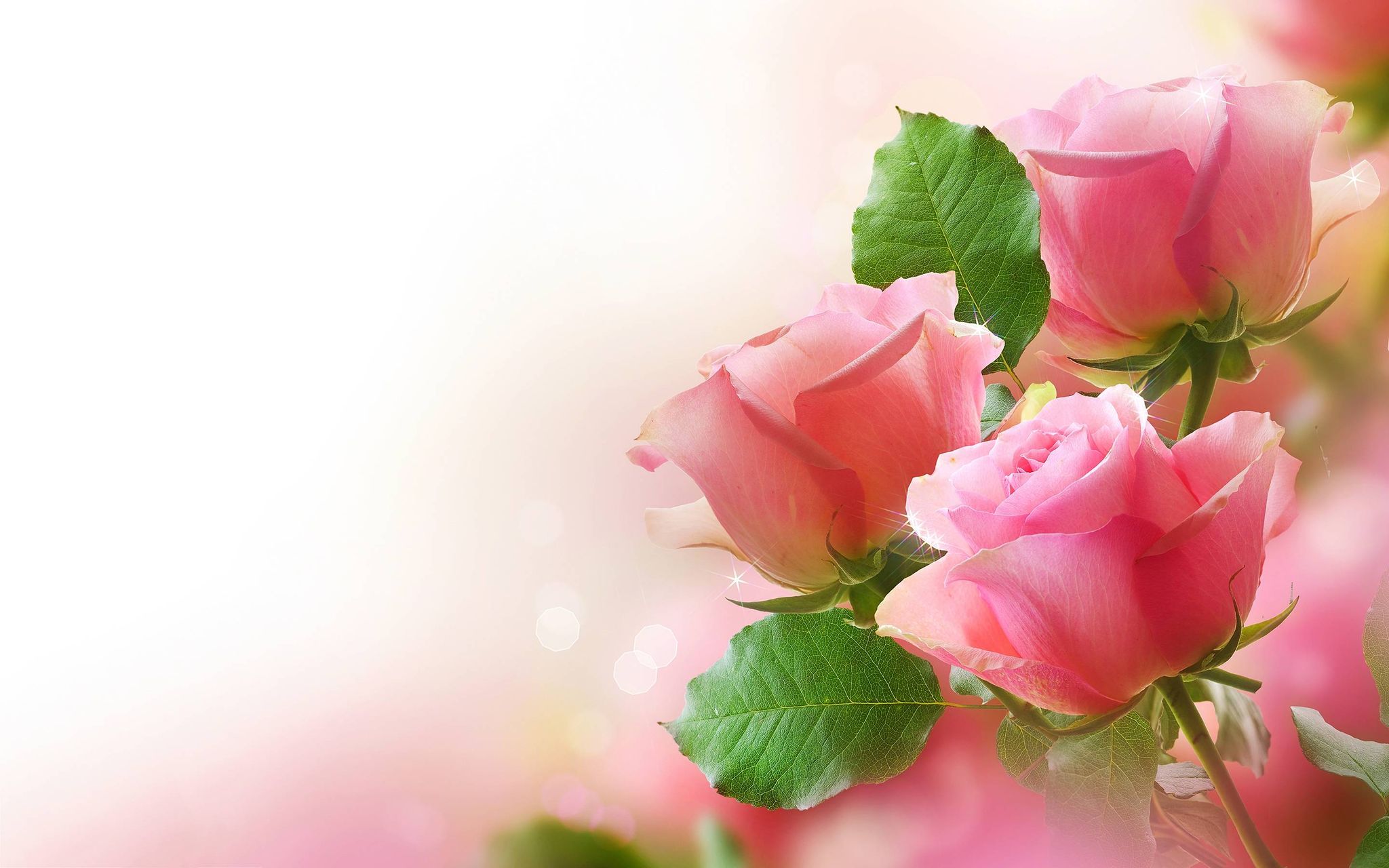 Cover for Ms. Carolyn Escalante's Obituary
