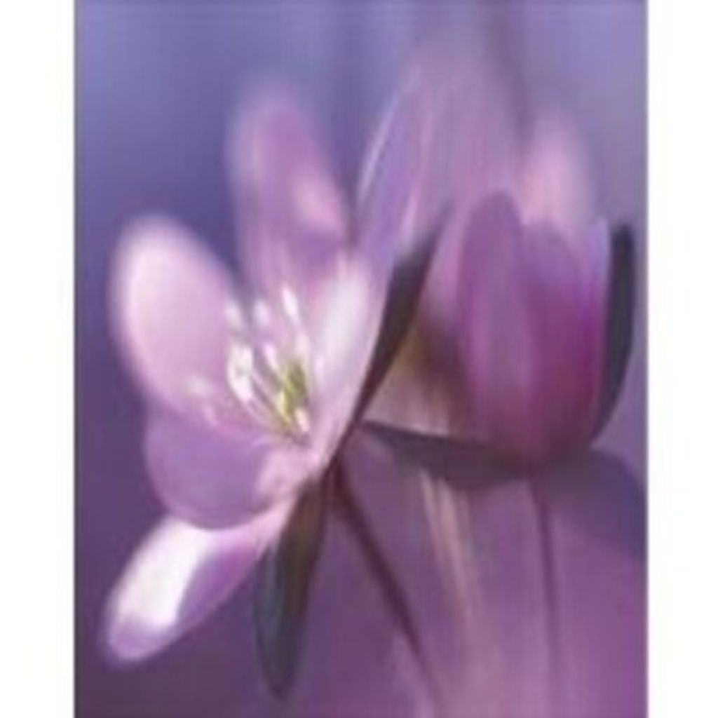 Louise Johnston Norris