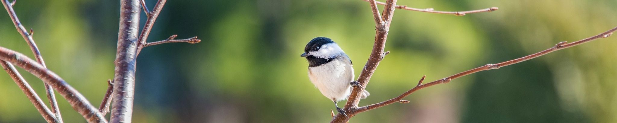 Cover for Rosanne Jones's Obituary
