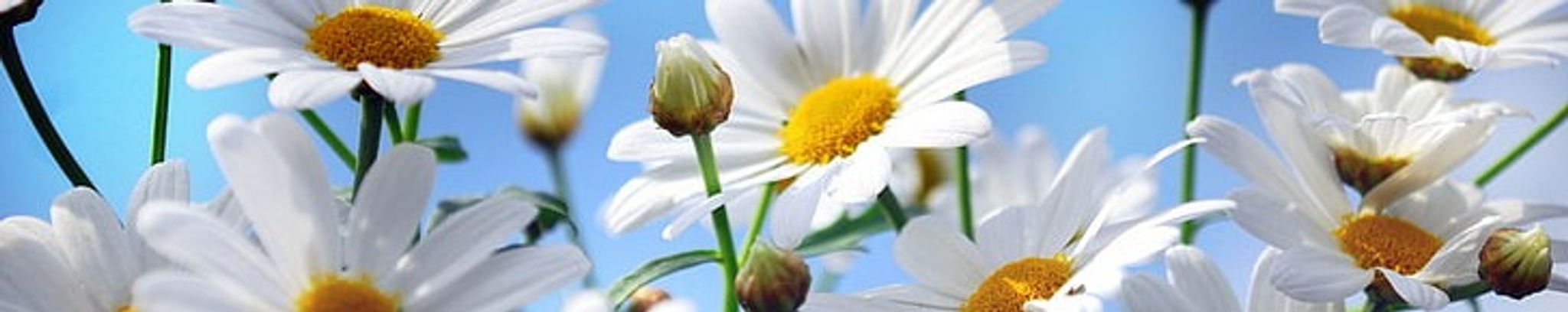 Cover photo for Alice Wilkins's Obituary