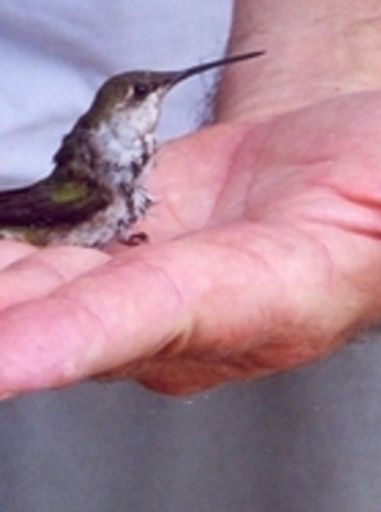 Mark Ward Faville Jr. Profile Photo