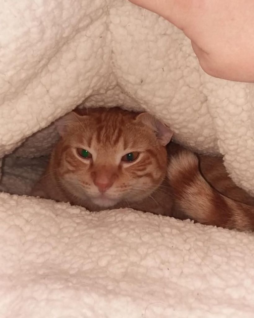 Milo Cummings Profile Photo