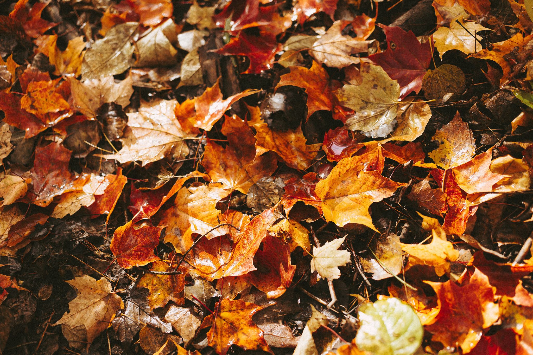 Cover for Michael Lee Tompkins's Obituary