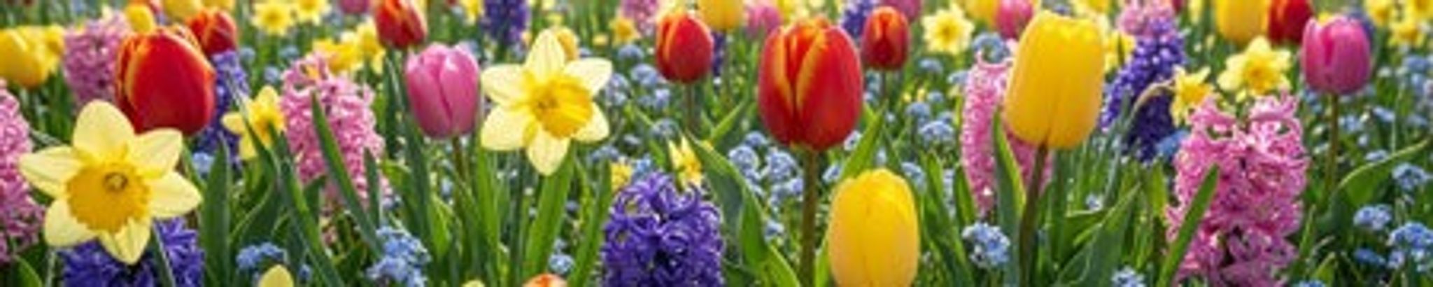 Cover for JoAnn Tramonte Baker's Obituary