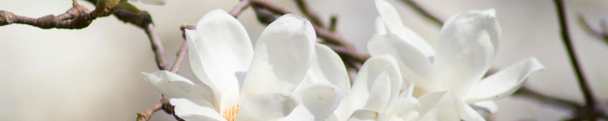 Cover photo for Sally Braswell's Obituary
