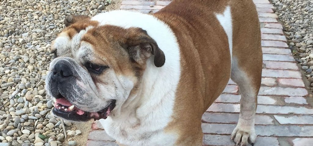Maximus Profile Photo