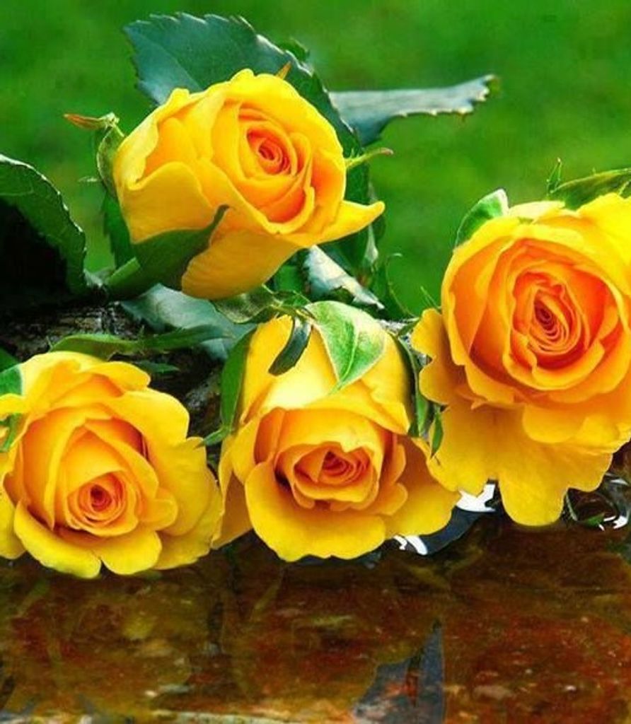 Donna Horan Profile Photo