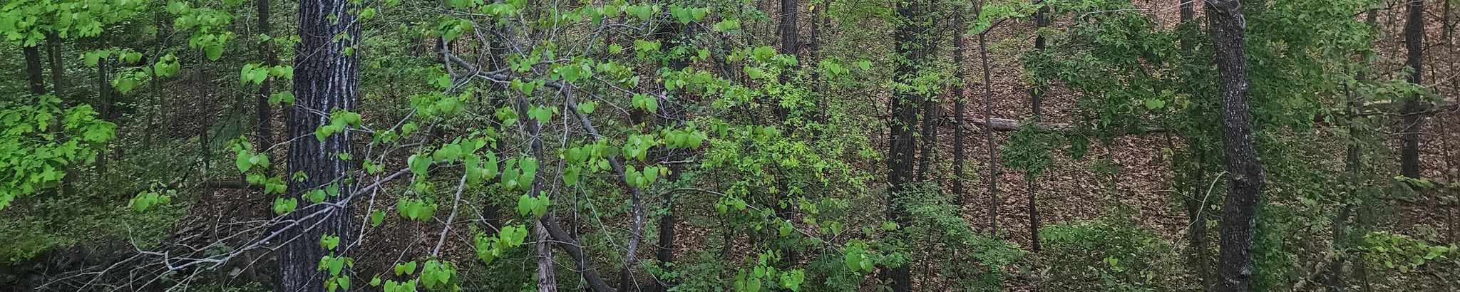Cover photo for Rebecca Erwin's Obituary