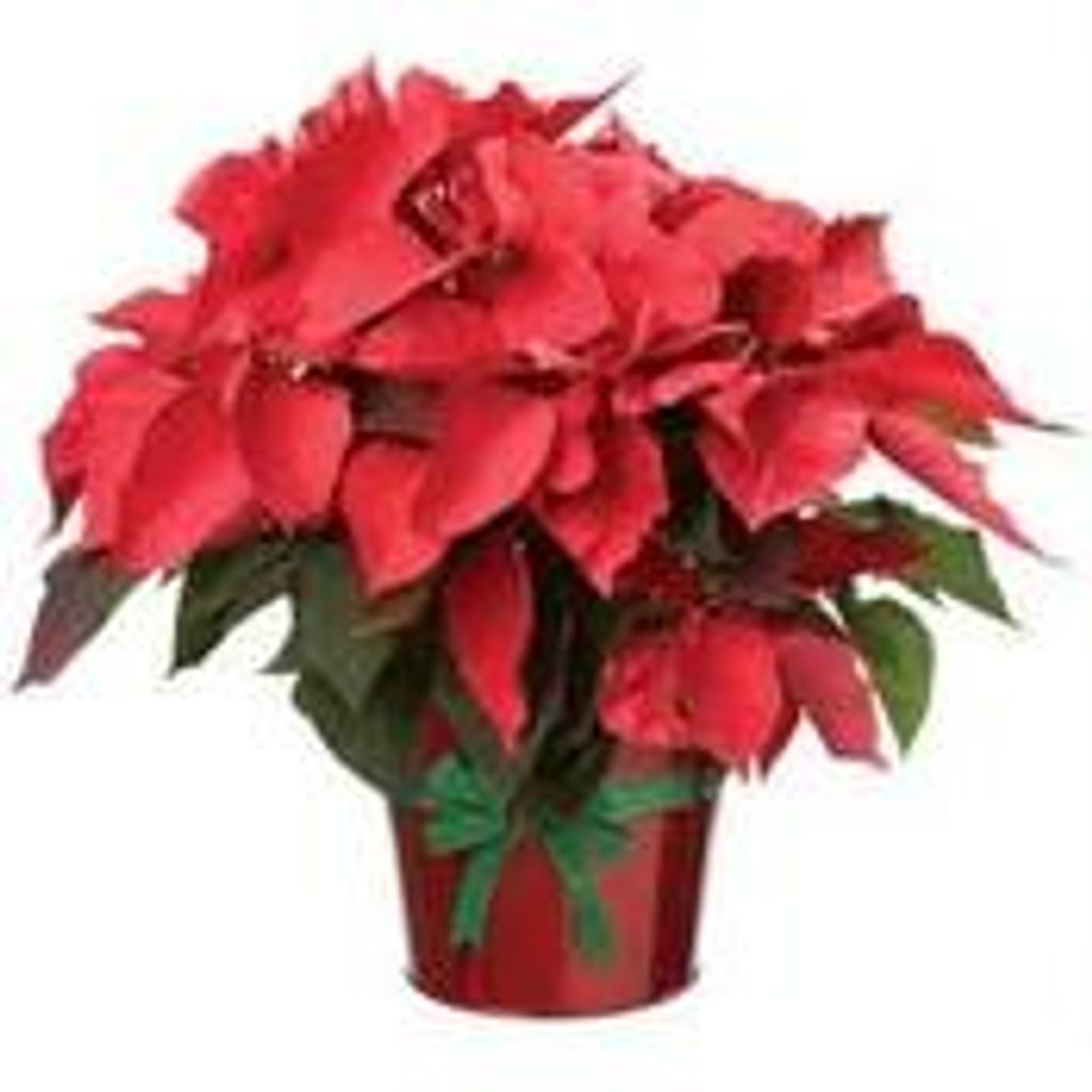 Elizabeth L. Marshall