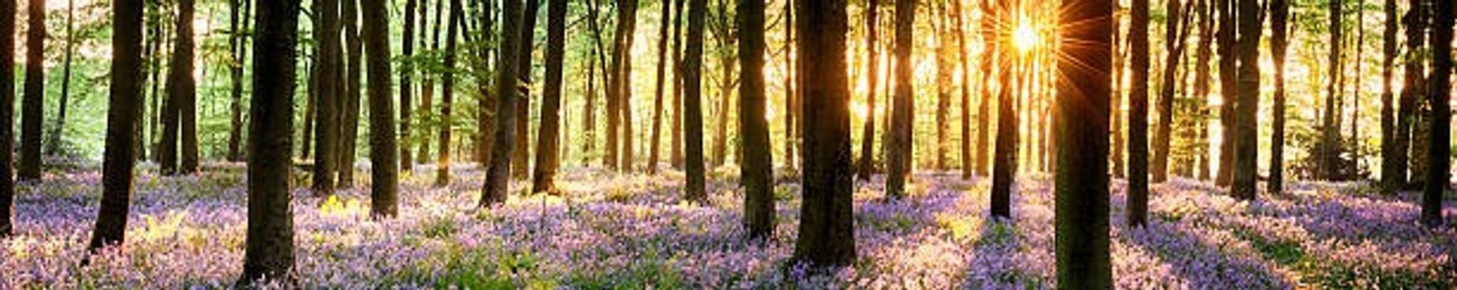 Cover for Patsy Jo Young Davis's Obituary