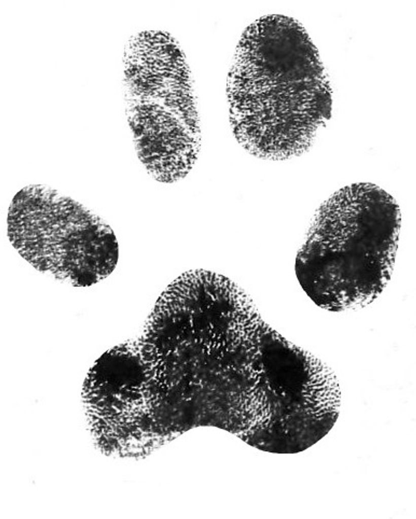 Avery DeRienzis Profile Photo