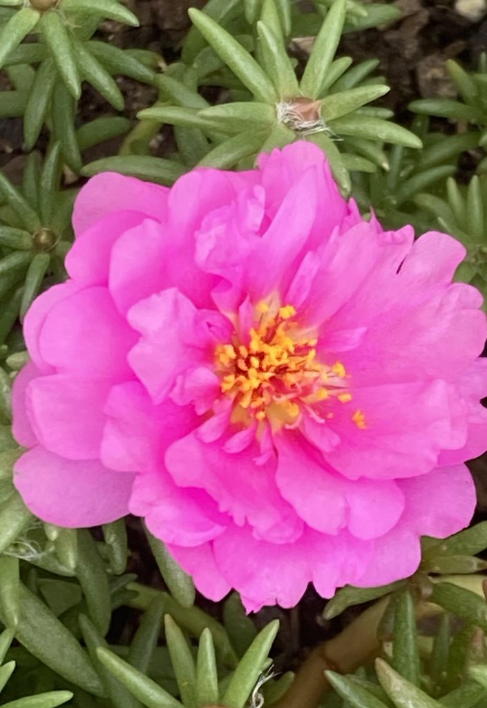 Frances Lester Profile Photo