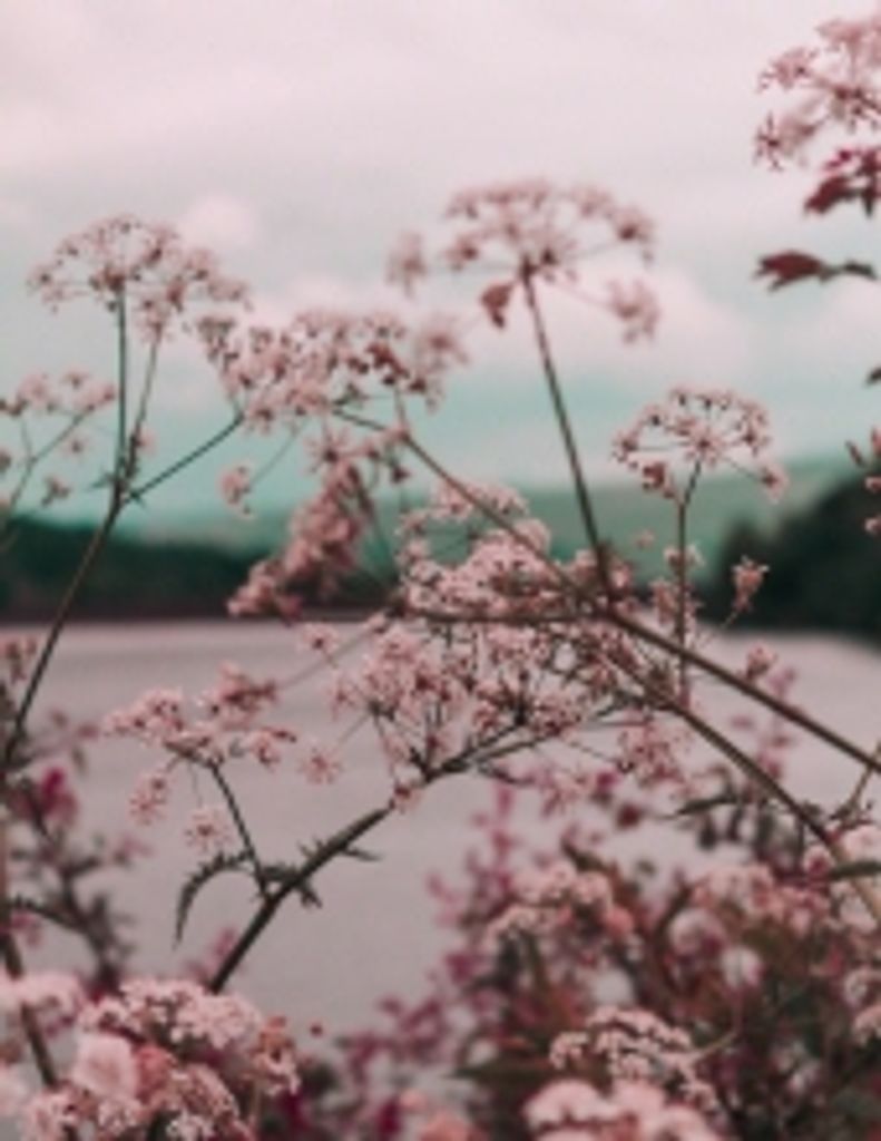 Cynthia Diane Taylor