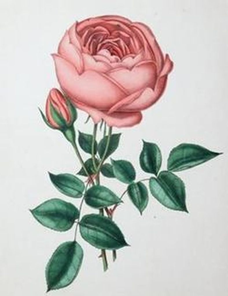 Mildred Niles Profile Photo