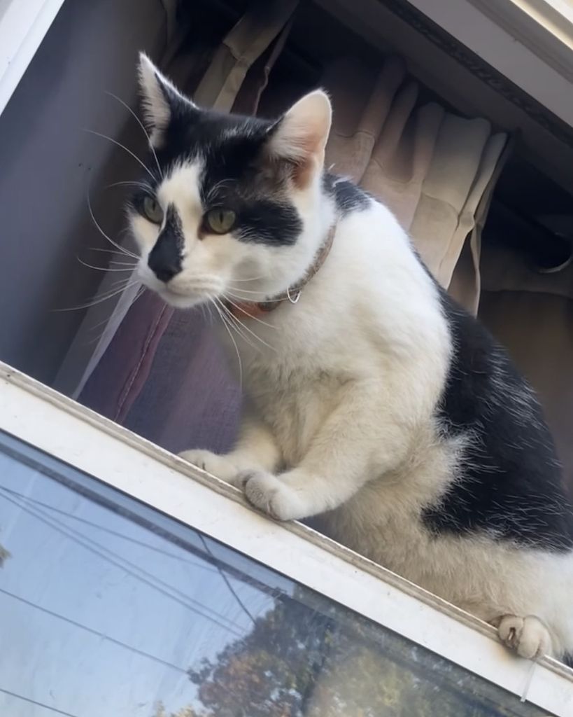 Onion the Domestic Shorthair Profile Photo