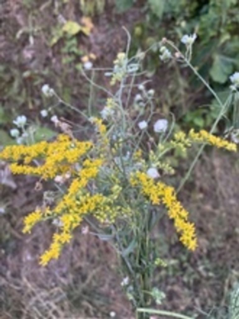 Alicia Joy Smith Profile Photo