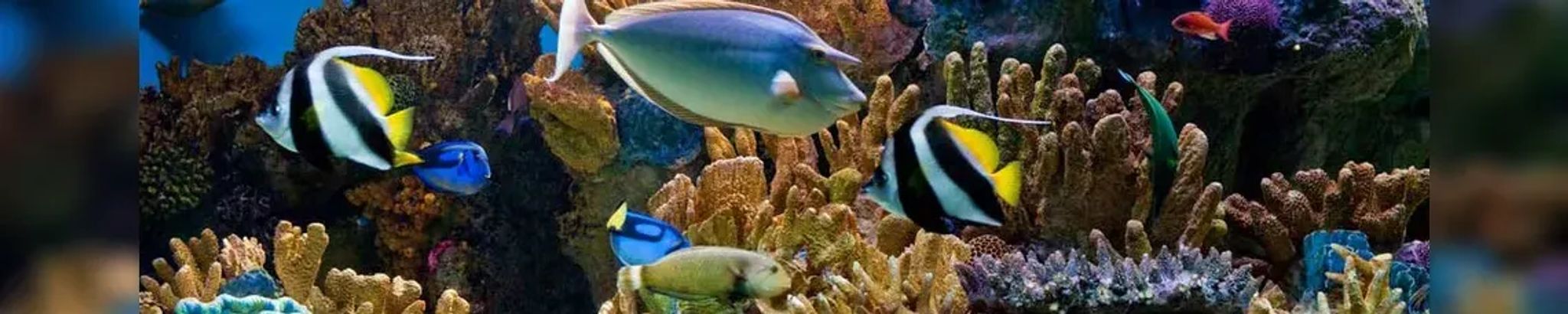 Cover for Robert Edward McCauley's Obituary