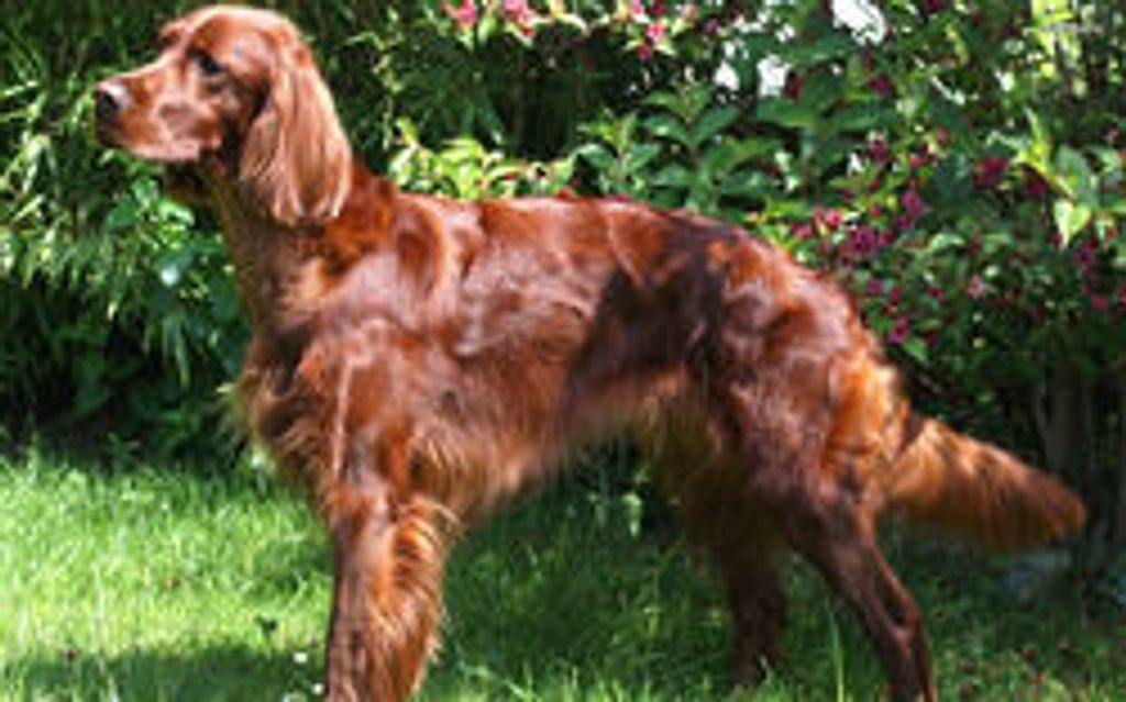 Virginia F. Sprong Profile Photo