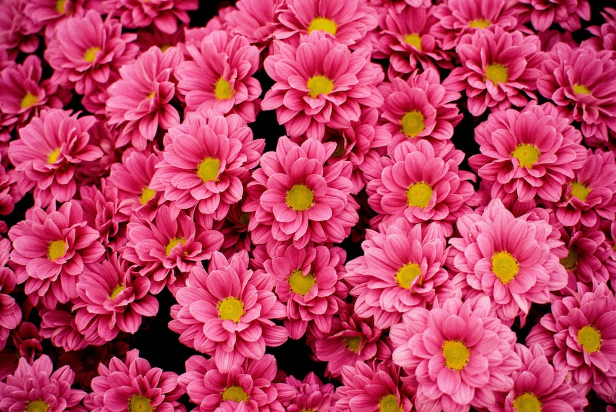Cover photo for Phyllis Ann Walker's Obituary