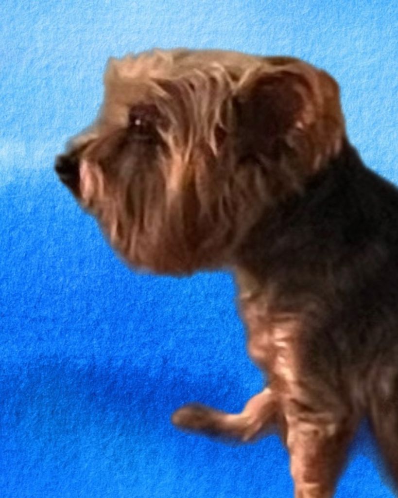 Jack Scucchi