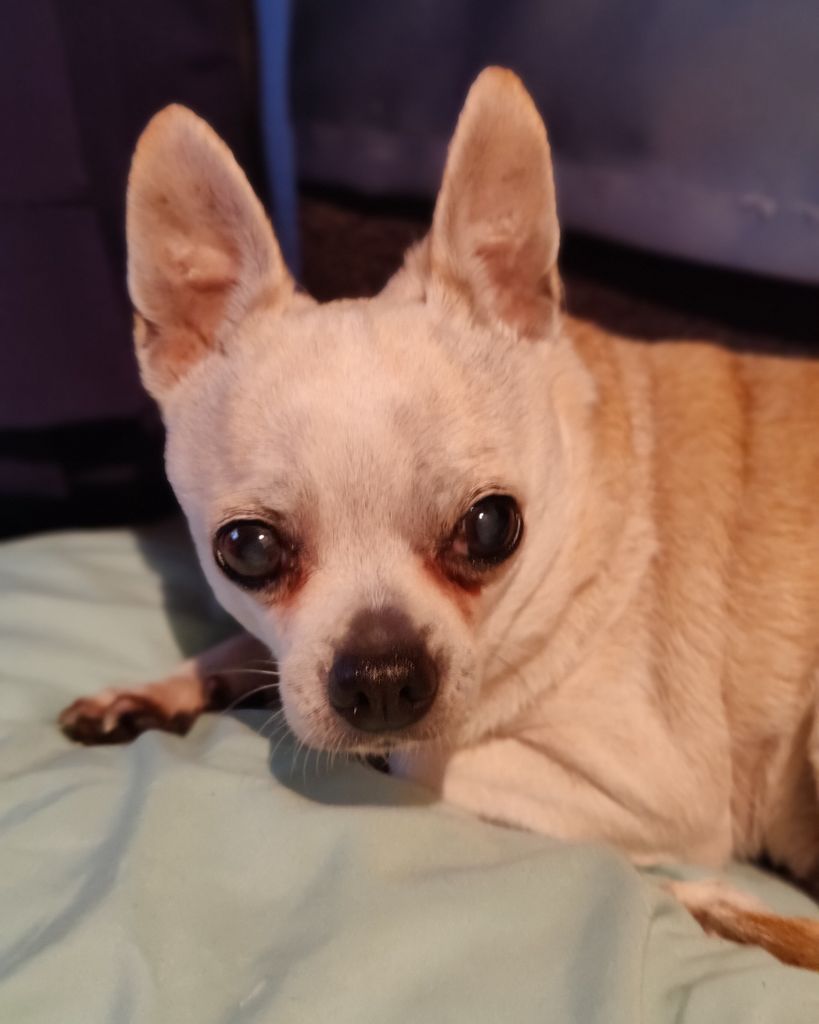 Lil Dixie Profile Photo