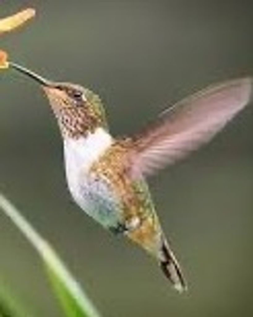 Linda Carolyn Munns Profile Photo