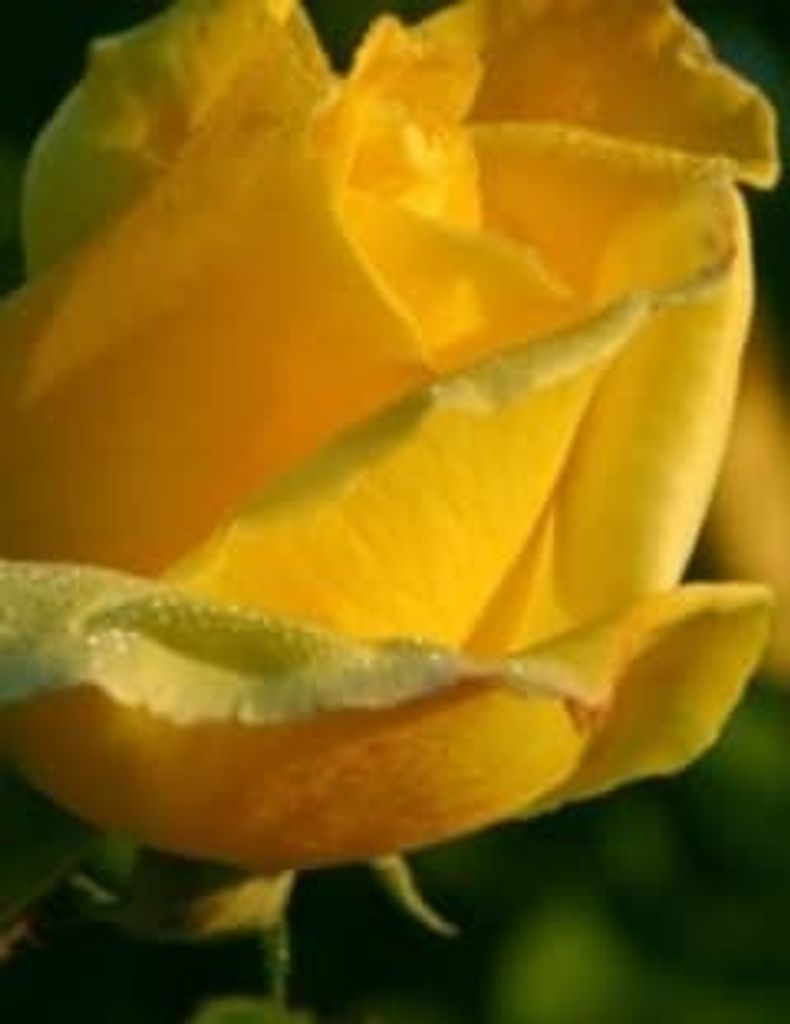 Mary Ellen Birts Profile Photo