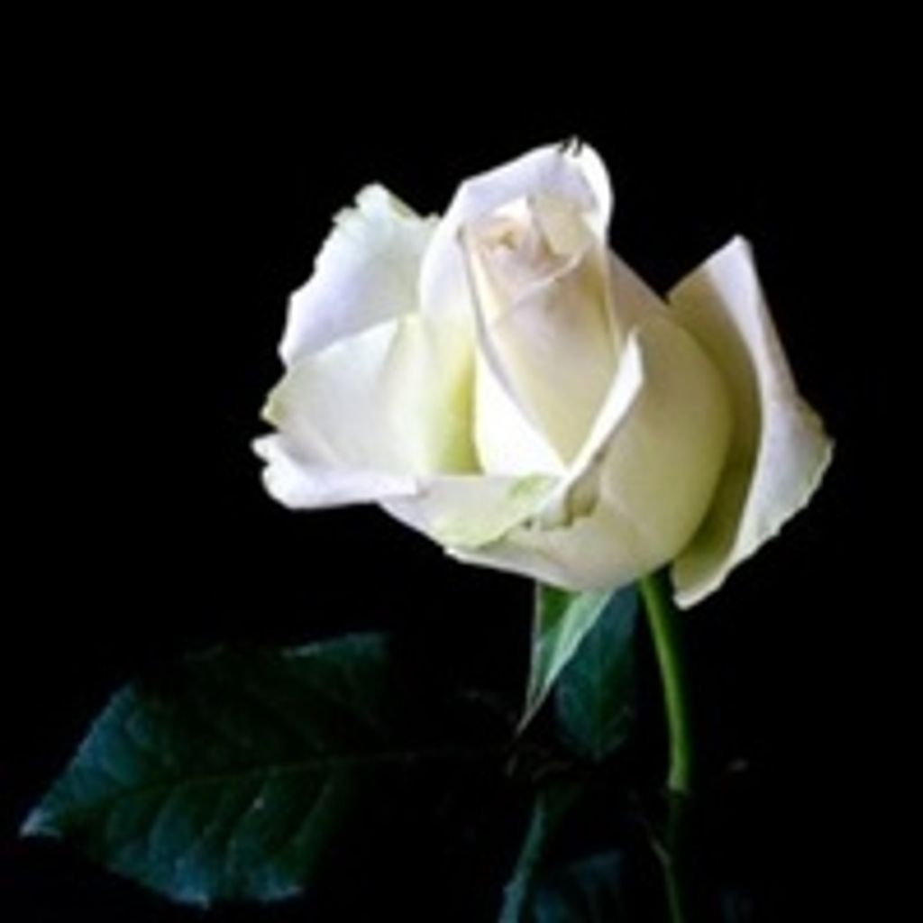 Dorothy Harn Strickland
