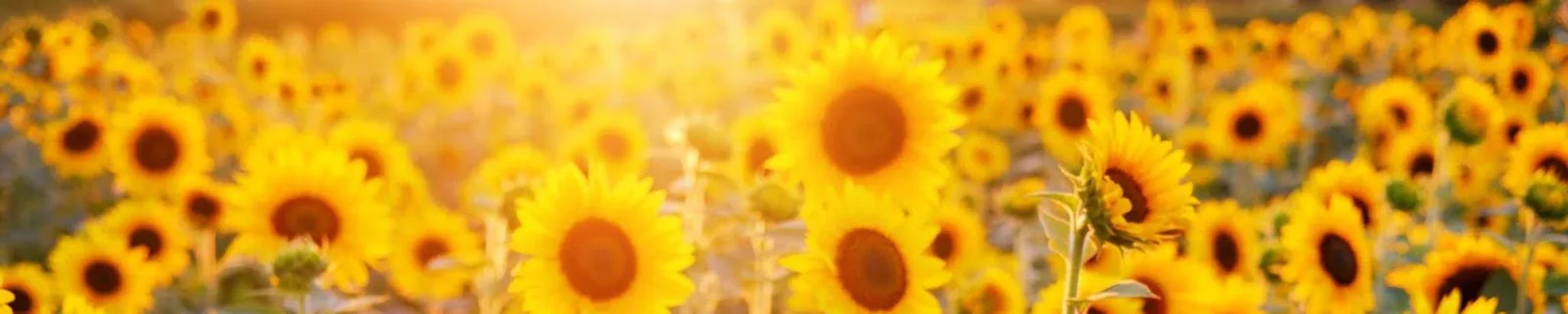 Cover for Michele Hayden's Obituary