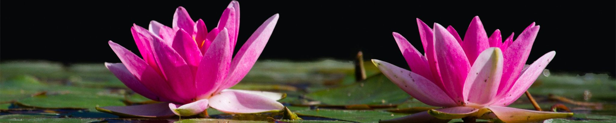 Cover photo for Anh Lee's Obituary