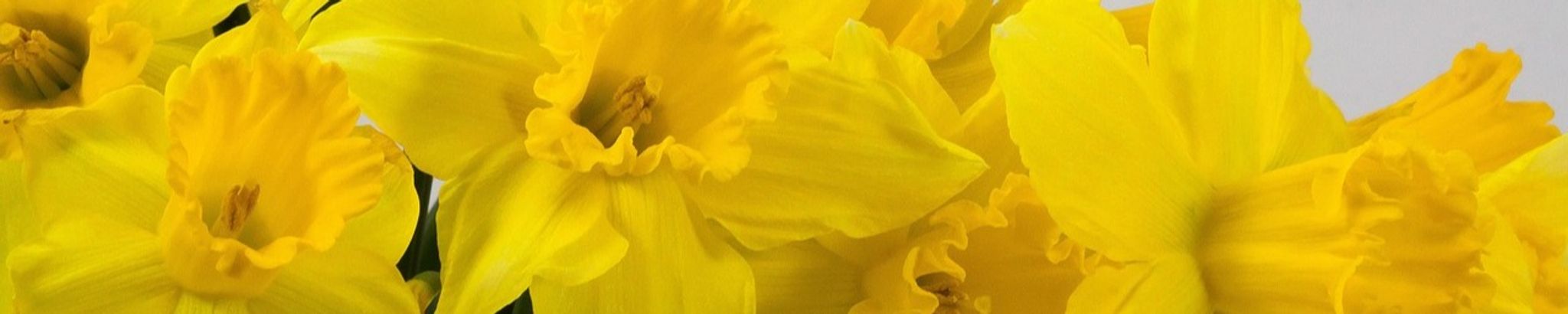 Cover for Violet Ruth Bauer's Obituary