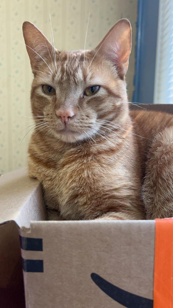 Pumba Parrish-Walton