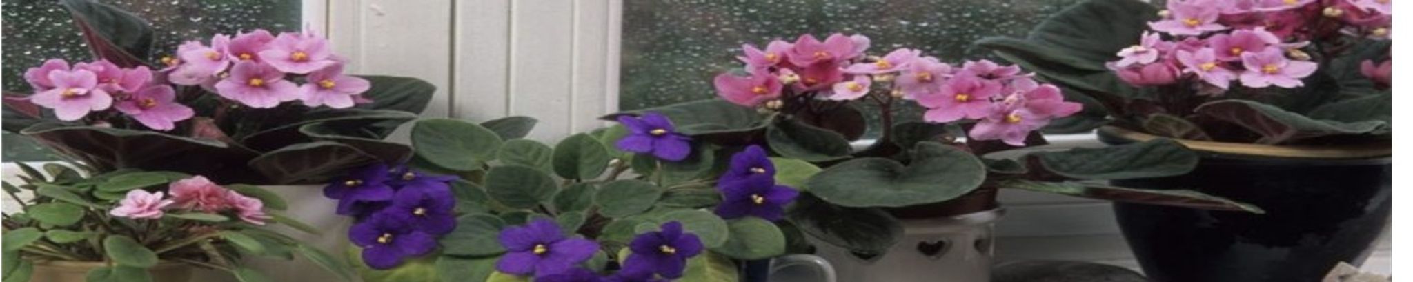 Cover photo for Marcella Mae Lemmon's Obituary