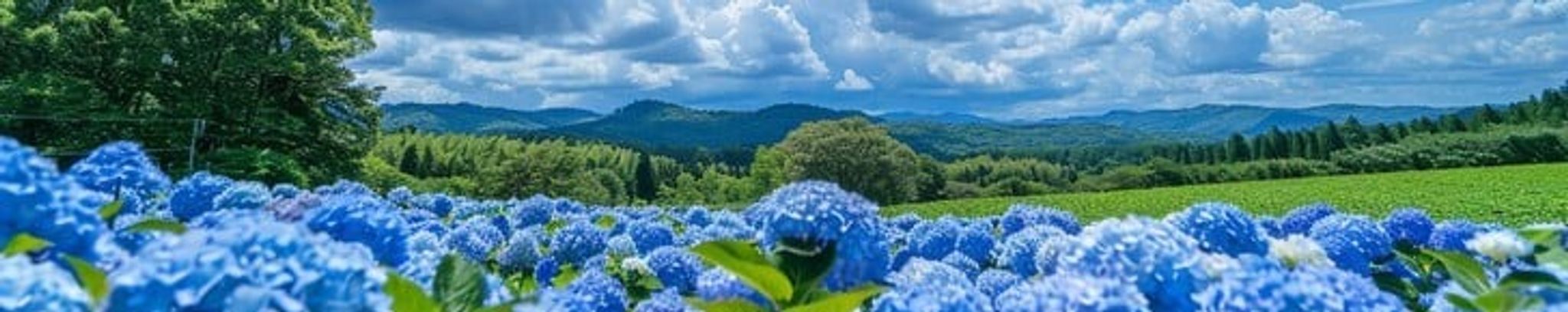 Cover photo for Susan T. Hagler's Obituary